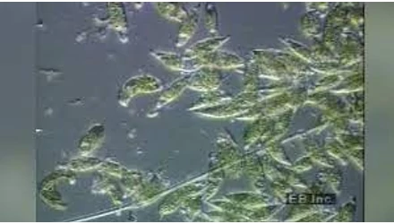 A VÍZ MIKROSZKÓPPAL VIZSGÁLHATÓ PARAMÉTEREI