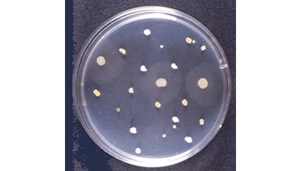 MIT JELENT A 22C -ON TENYÉSZTETT TELEPSZÁM?