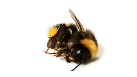 PESTICIDEK (rovarirtók/mérgek) A VÍZBEN