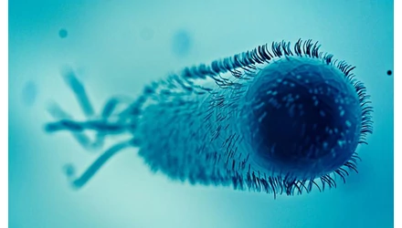 COLIFORM BAKTÉRIUMOK A VÍZBEN